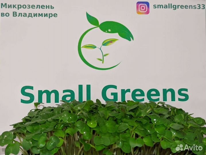 Микрозелень в наличии и под заказ С доставкой