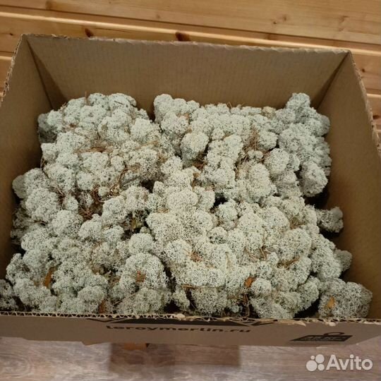 Мох ягель неочищенный