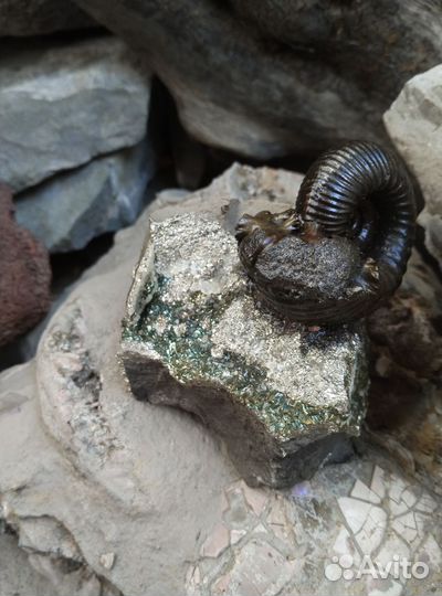 Окаменелости аммониты