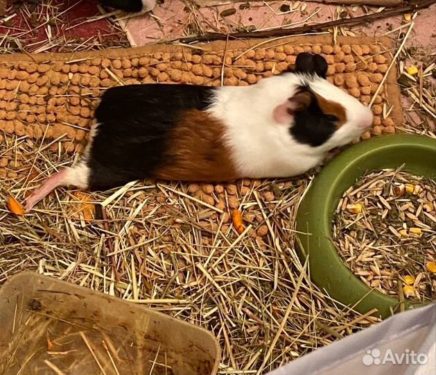 Морская свинка