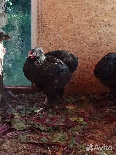 Молодые петушки породы брама