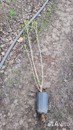 Бирючина зкс