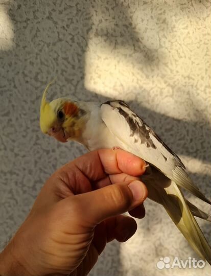 Попугай корелла птенцы 3 месяца