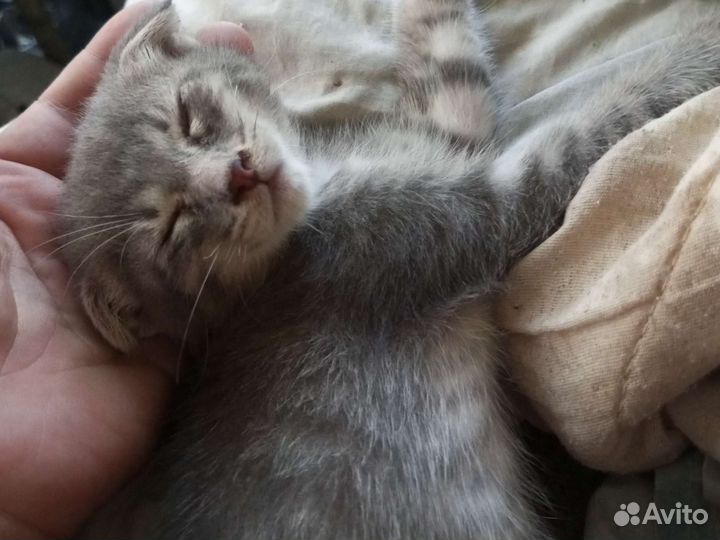 Шотландская вислоухая