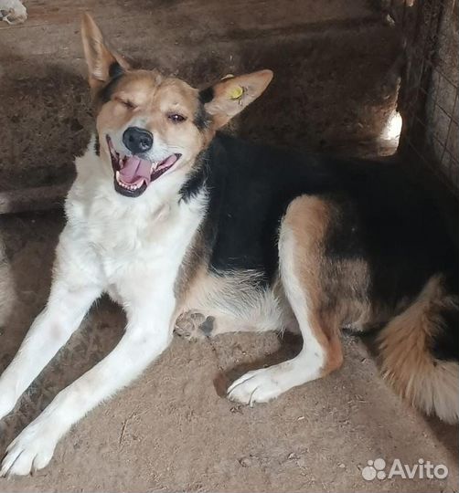 Собака улыбака в добрые руки мальчик