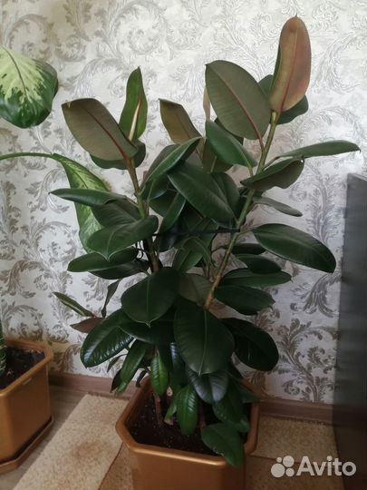 Продам фикус