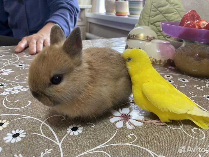 Декоративный кролик