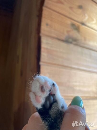 Котенок от абиссинской кошки