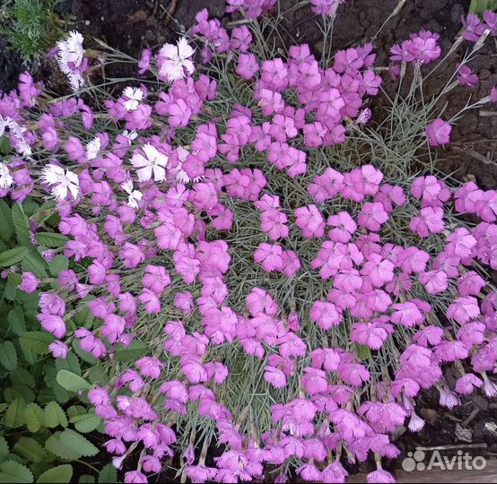 Гвоздика, смолевка, злак, подорожник