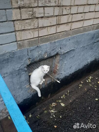 Белый кот один