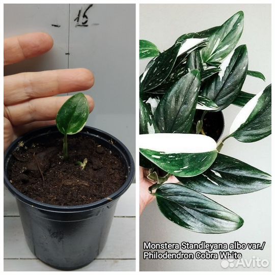 Набор комнатных растений 8 шт растюшек