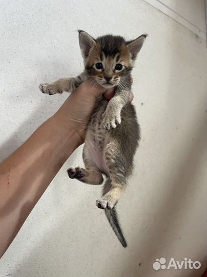 Котята, Девочки Чаузи ф4