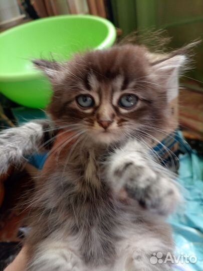 Котята 1 мес
