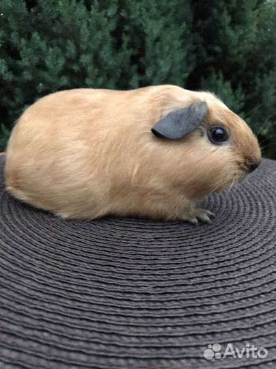 Морские свинки девочки