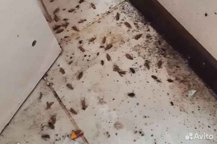 Дезинфекция. Уничтожение клопов, тараканов, мышей