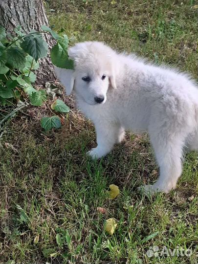 Маремма абруцкая