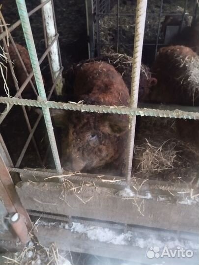 Венгерская мангалица, свиньи, свиноматка, поросята