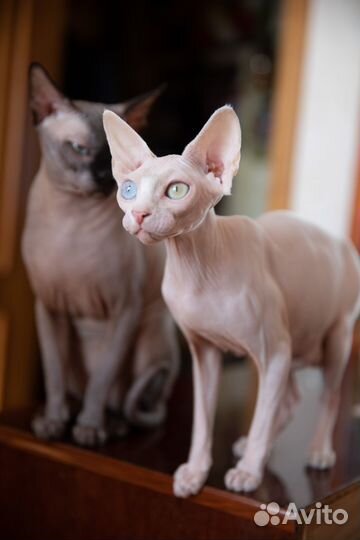 Канадский сфинкс котята