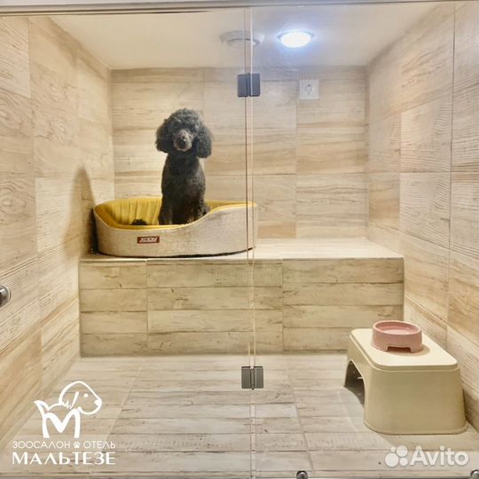 Зоогостиница для собак и для кошек, зооняня