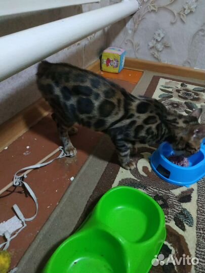 Бенгальский котёнк