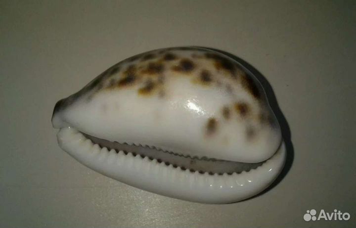 Морские ракушки