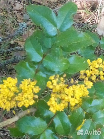 Магония падуболистная