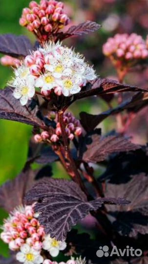 Диабло Д’ор и Дартс Голд (пузыреплодники)