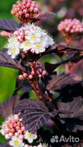 Диабло Д’ор и Дартс Голд (пузыреплодники)