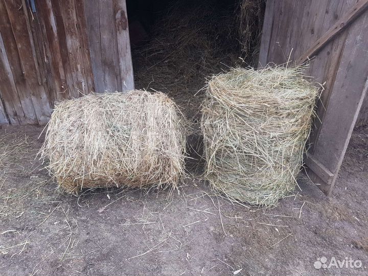 Сено в рулонах сено в мешках в тюках сено рулоны