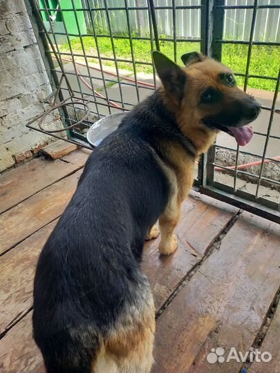 Немецкая овчарка