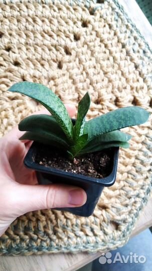 Суккуленты