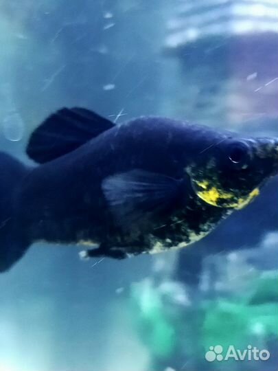 Аквариумные рыбки сомики, моллинезии