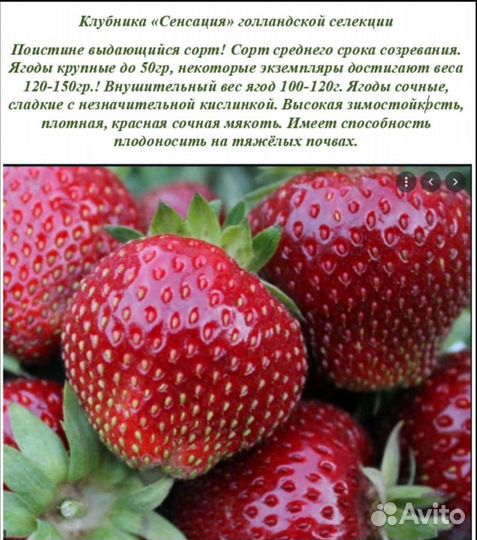 Рассада клубники