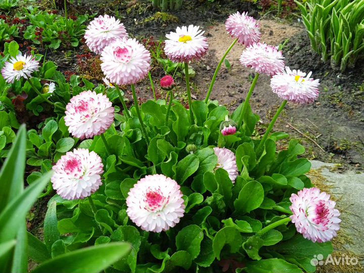 Маргаритки