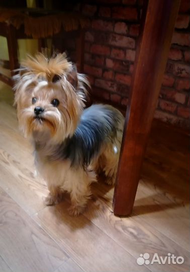 Домашний Любимец. Йорочка 3года