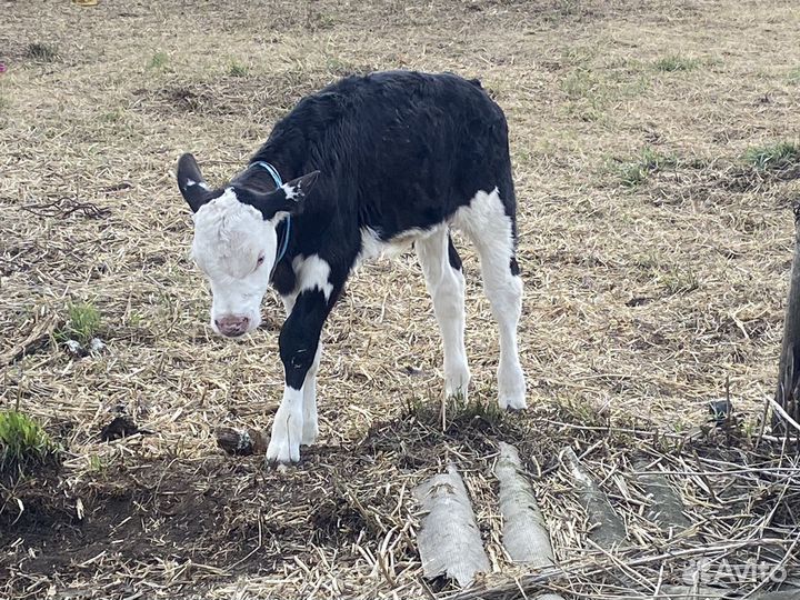 Телята голштинской породы любого возраста