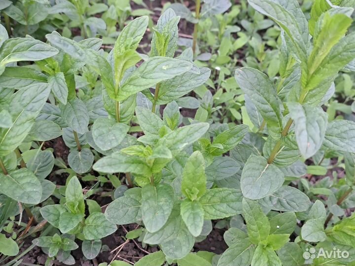 Мята перечная