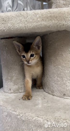 Абиссинский котёнок