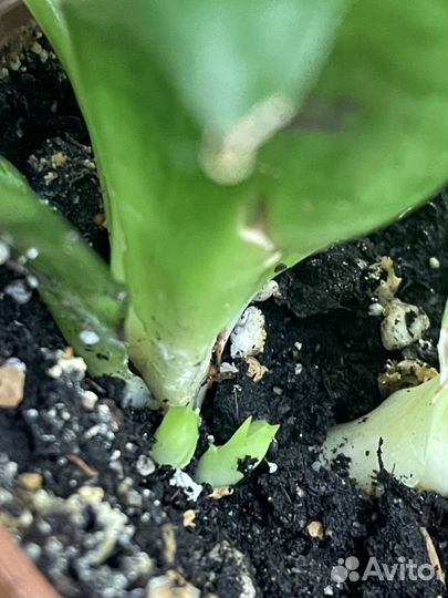 Сансевиерия ханни