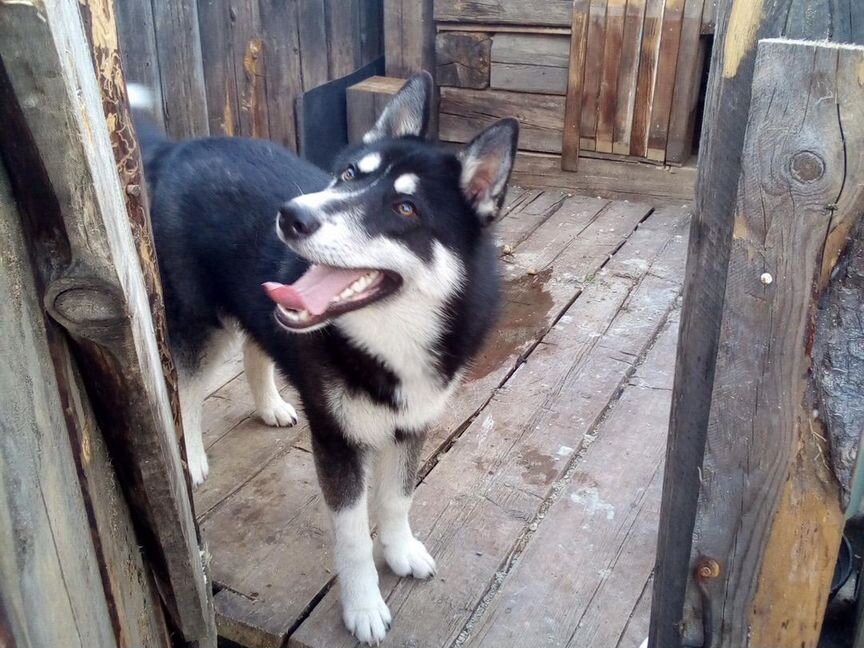 Помесь хаски с лайкой