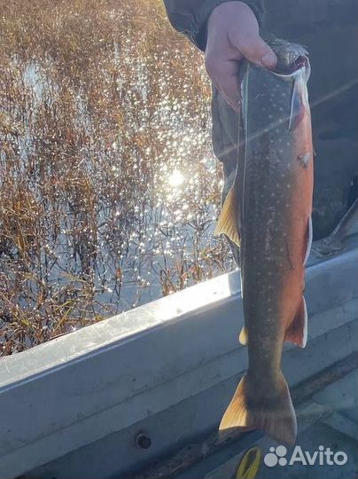 Рыбалка на Ямале трофейный хариус и морской рыбы