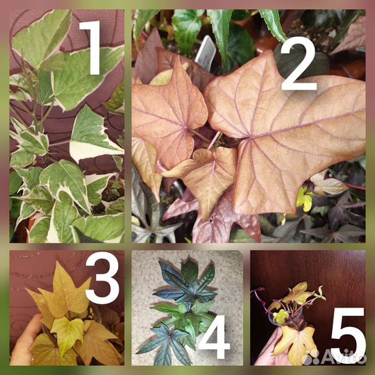 Ипомея батат