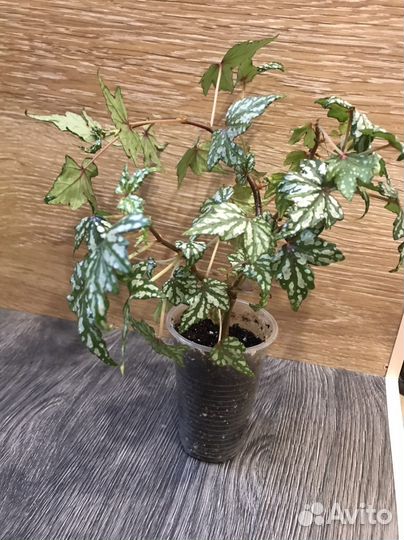 Бегония каудексная