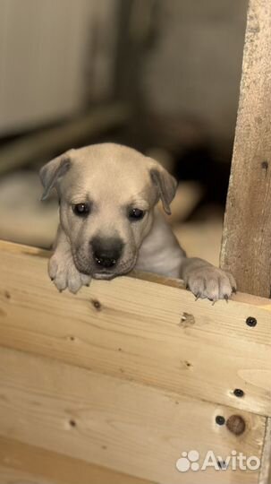 Продам малышей питбуля