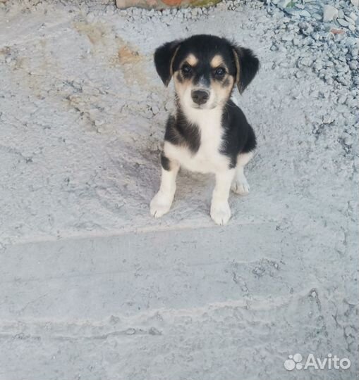 Собака в добрые руки отдам бесплатно