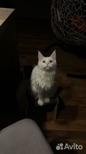 Котята мейкун полидакт