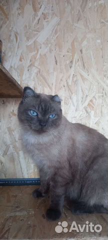 Красивый кот в добрые руки