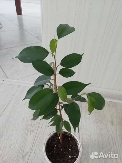 Фикус Бенджамина