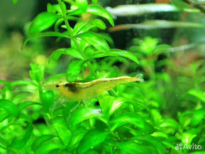 Аквариумные креветки Неокаридина жёлтый неон