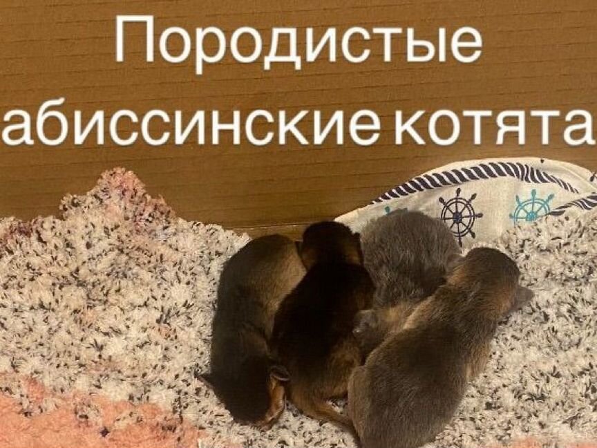 Породистые абиссинские котята